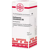 COLLINSONIA CANADENSIS D 6 globules