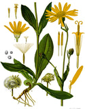 ARNICA-LOGOPLEX solution for injection vet.