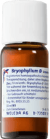 BRYOPHYLLUM mother tincture UK