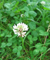 RED CLOVER cut 100 g