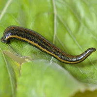 Leech, leeches, BLUEGEL Medirud breeding UK