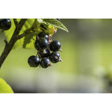 RIBES NIGRUM Blackcurrant Gemmotherapy Bud Extract Organic 50 ml