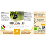 RIBES NIGRUM Blackcurrant Gemmotherapy Bud Extract Organic 50 ml