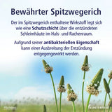 Ribwort leaf cough syrup