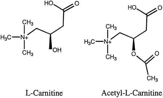 ACETYL-L-CARNITINE POWDER, acetyl l carnitine UK