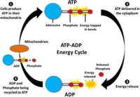 Adenosine triphosphate, irregular heart rhythm UK