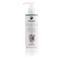 Odylique Shampoo from tea tree and herbs 200ml, tea tree shampoo UK