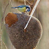 Sunflower heads for birds UK